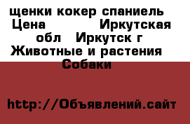 щенки кокер спаниель › Цена ­ 5 000 - Иркутская обл., Иркутск г. Животные и растения » Собаки   